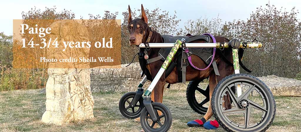 Wellsprings-K9